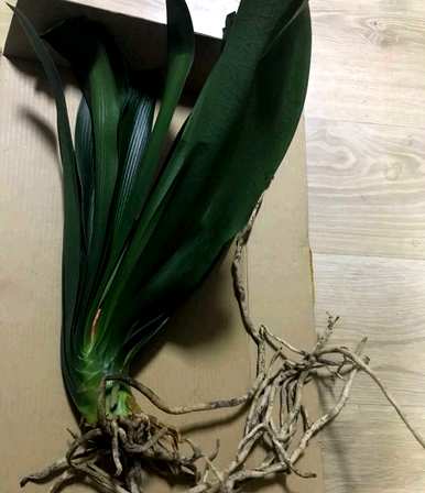 君子兰不开花怎么办？君子兰不开花怎么办？