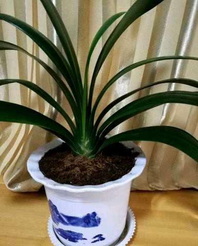 君子兰不开花怎么办？君子兰不开花怎么办？