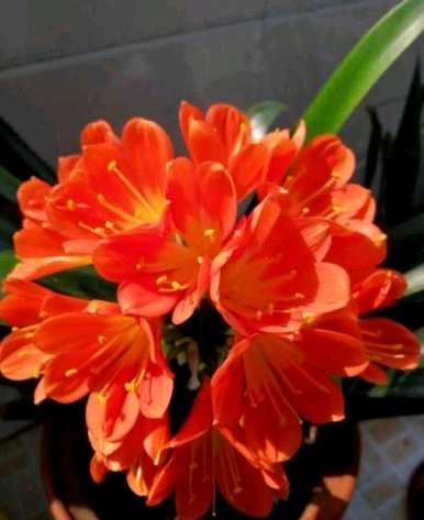 君子兰不开花怎么办？君子兰不开花怎么办？