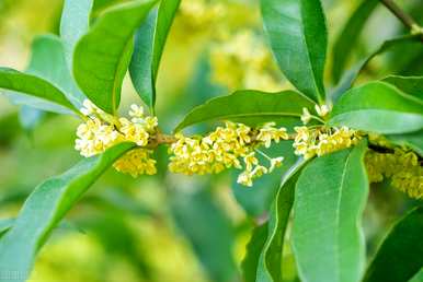 桂花嫁接时间和方法，桂花嫁接时间和方法