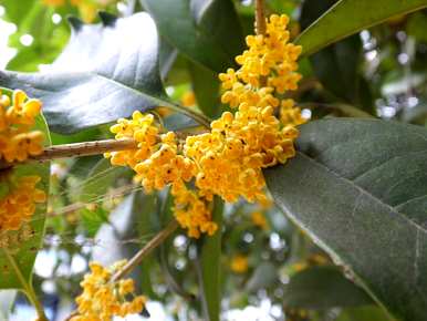 桂花嫁接时间和方法，桂花嫁接时间和方法