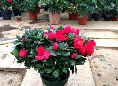 杜鹃花种植方法，杜鹃花温室种植方法