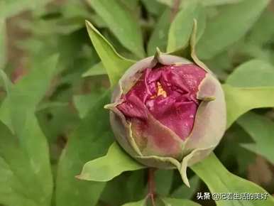 牡丹长什么样，牡丹长什么样