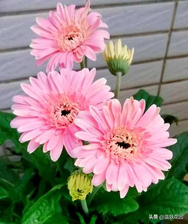 非洲菊花期是什么时候？