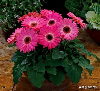 非洲菊花期是什么时候？