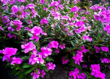 长春花期多长？长春花期开到几个月？