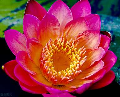 什么是睡莲花语，什么是睡莲花语象征着什么？
