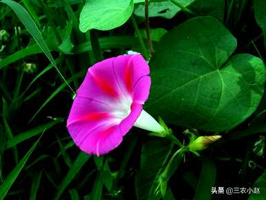 牵牛花的颜色是什么？牵牛花资料简介