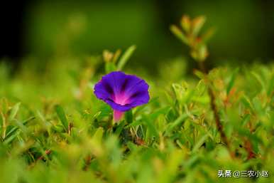 牵牛花的颜色是什么？牵牛花资料简介