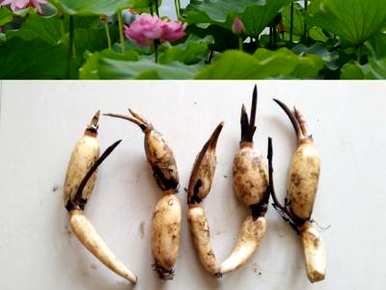 荷花栽培的全过程用视频讲解，荷花栽培的方法是什么？