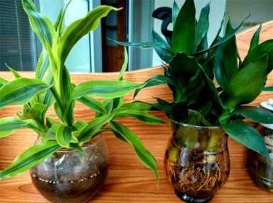 什么是室内水生植物容易饲养，什么是室内水生植物？