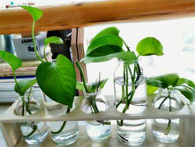 什么是室内水生植物容易饲养，什么是室内水生植物？