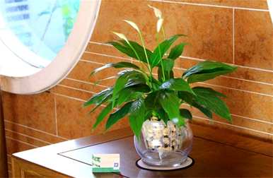 什么是室内水生植物容易饲养，什么是室内水生植物？