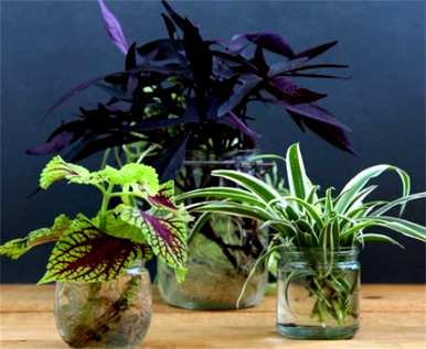 什么是室内水生植物容易饲养，什么是室内水生植物？