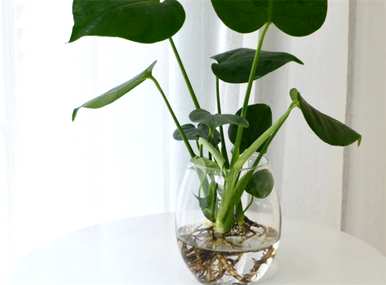 什么是室内水生植物容易饲养，什么是室内水生植物？