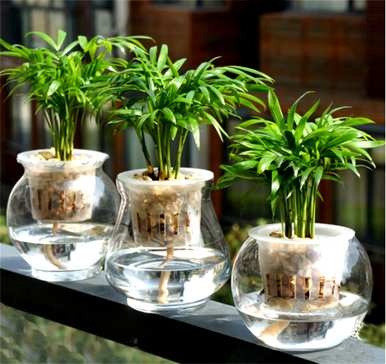 什么是室内水生植物容易饲养，什么是室内水生植物？