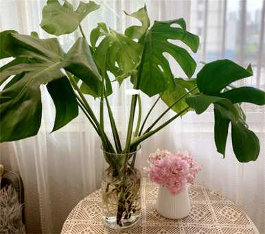 什么是室内水生植物容易饲养，什么是室内水生植物？