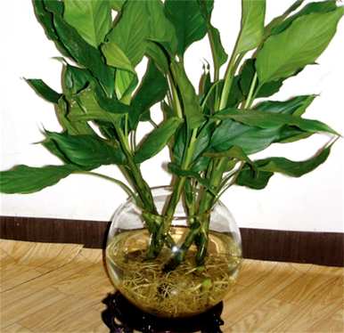 什么是室内水生植物容易饲养，什么是室内水生植物？