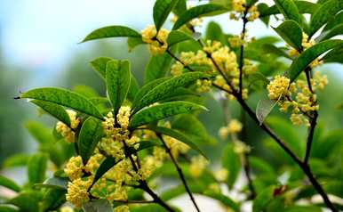 桂花为什么不开花？桂花为什么不开花代表什么？