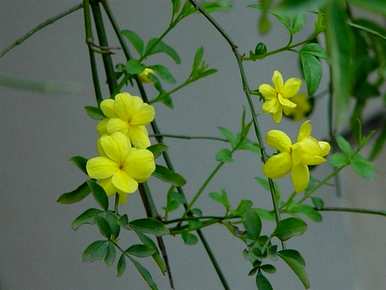 什么是室内水生植物容易饲养，什么是室内水生植物？
