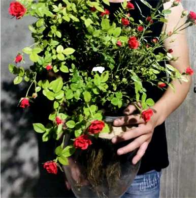 什么是室内水生植物容易饲养，什么是室内水生植物？