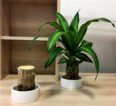 什么是室内水生植物容易饲养，什么是室内水生植物？