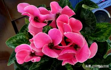 仙客来有毒为什么还有人养？仙客来有毒吗？可以养吗？