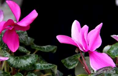 仙客来有毒为什么还有人养？仙客来有毒吗？可以养吗？