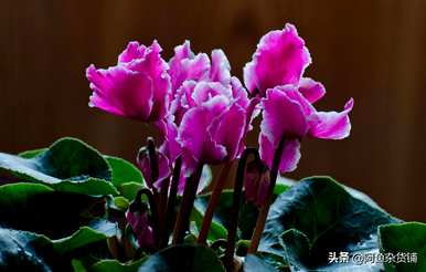 仙客来有毒为什么还有人养？仙客来有毒吗？可以养吗？