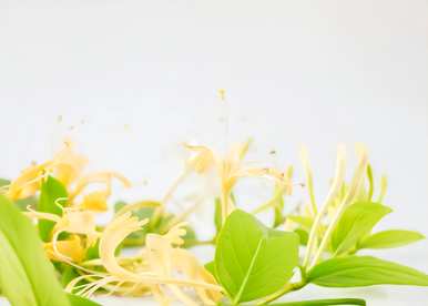 金银花盆景价格表，金银花盆景好养吗？