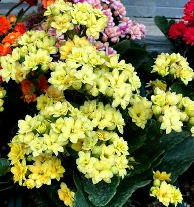 为什么长寿花不开花？长寿花浇什么水开花？