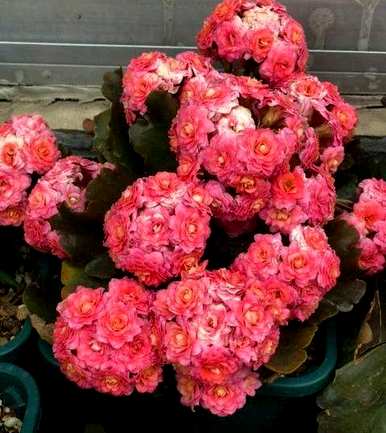 为什么长寿花不开花？长寿花浇什么水开花？