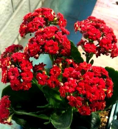 为什么长寿花不开花？长寿花浇什么水开花？
