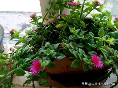 吊兰有哪些种类的金鱼吊兰，吊兰有哪些种类？