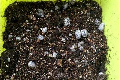 鍦版牻婊″ぉ鏄熺殑绉嶆满天星种植方法全过程