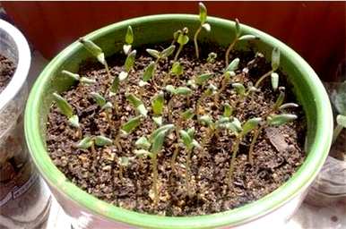 鍦版牻婊″ぉ鏄熺殑绉嶆满天星种植方法全过程