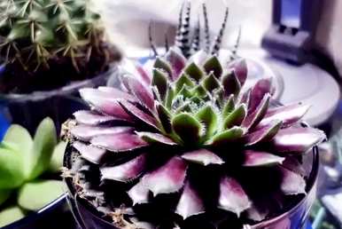 观音莲多肉怎么养才能开花，观音莲多肉怎么养才能开花？