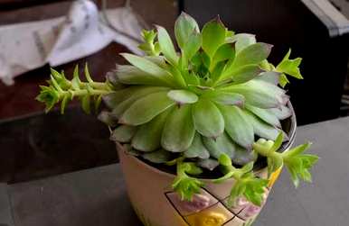 观音莲多肉怎么养才能开花，观音莲多肉怎么养才能开花？