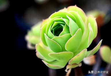 多肉植物直播排行榜，最好的多肉植物排行榜