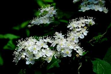 春夏秋冬各有哪些花开，春夏秋冬各有哪些花开？