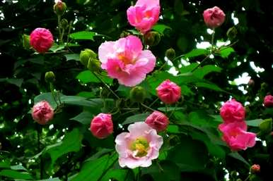 春夏秋冬各有哪些花开，春夏秋冬各有哪些花开？