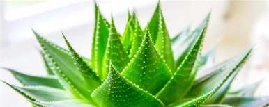 芦荟用什么肥料长得快，金边芦荟浇什么肥料？