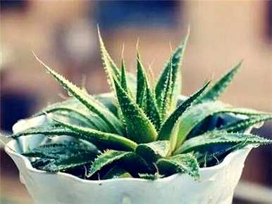 芦荟用什么肥料长得快，金边芦荟浇什么肥料？