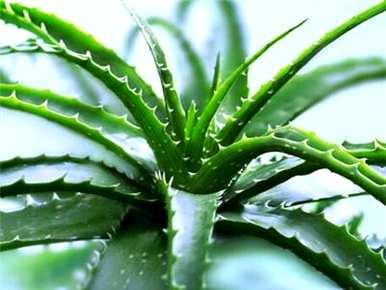 芦荟用什么肥料长得快，金边芦荟浇什么肥料？