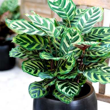 耐阴植物有哪些品种，室内耐阴植物有哪些品种？