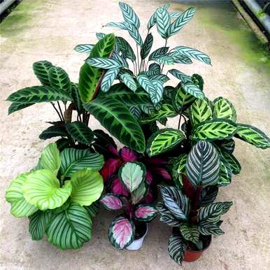 耐阴植物有哪些品种，室内耐阴植物有哪些品种？
