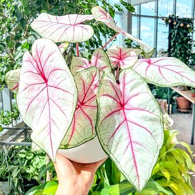 耐阴植物有哪些品种，室内耐阴植物有哪些品种？