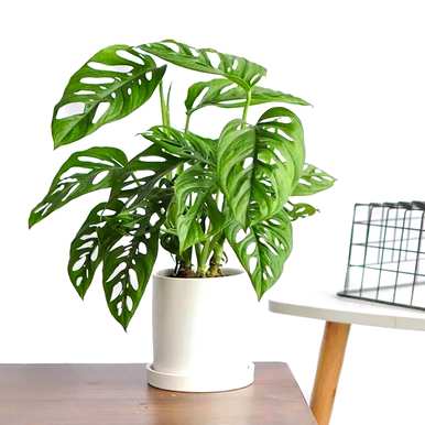 耐阴植物有哪些品种，室内耐阴植物有哪些品种？