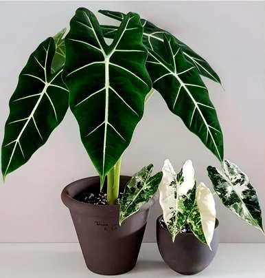 耐阴植物有哪些品种，室内耐阴植物有哪些品种？