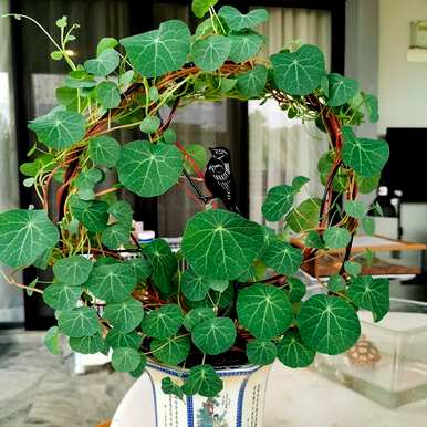 耐阴植物有哪些品种，室内耐阴植物有哪些品种？